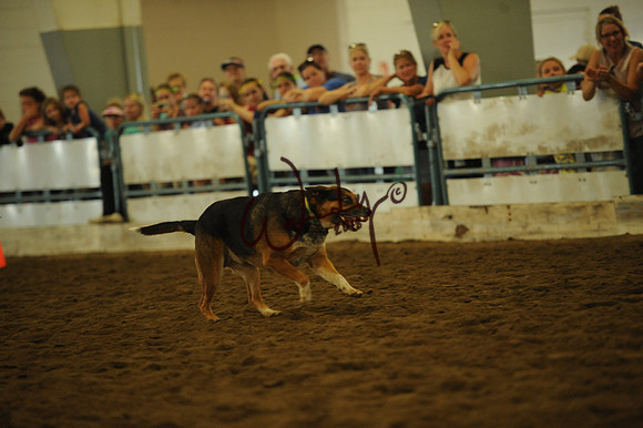 DOG_8034