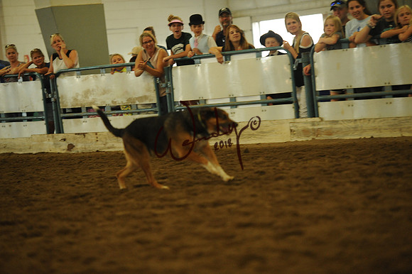 DOG_8035