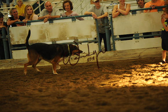 DOG_8036