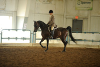 80. Arabian Hunter Pleasure Geldings – Open