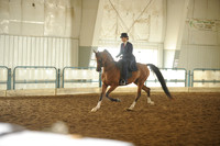 81. Arabian Country Pleasure Junior Horse