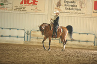 131.  $$  Arabian Western Pleasure