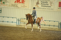 170. ARABIAN HUNTER PLEASURE CHAMP – AATR
