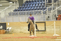 410 Arabian Western Trail Horse Junior Horse $