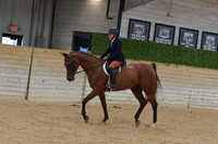 664 Arabian Sport Horse Under Saddle AOTR $