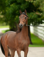 Herder Arabians