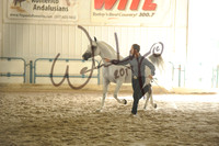 11 Arabian Stallion Breeding 2 and Over OPEN