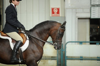 112. Arabian Hunter Pleasure – Mares & Stallions