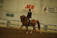 116 H/A Hunter Pleasure Jr Horse Championship