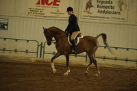 119 Arabian Hunter Pleasure AAOTR 19-39