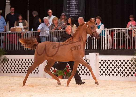 2017Scottsdale-5697-PROOF_Do_not_copy