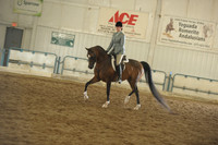 12 Arabian Western Pleasure JTR