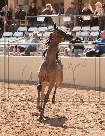 2017Scottsdale-5609PROOF