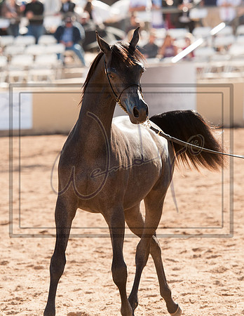 2017Scottsdale-5509PROOF