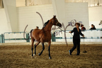 12 Arabian Stallion Breeding ATH