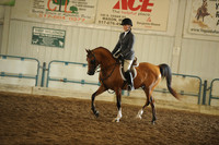 7. Arabian Hunter Pleasure JTR 14-18