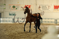 9 Arabian Geldings Championship