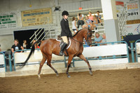 85. Arabian Hunter Pleasure Limit Horse – Mares & Stallions
