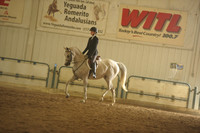 86 Arabian Hunter Pleasure JOTR 13 & Under