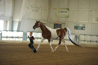 13 Arabian Hunter Pleasure AATR