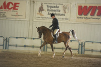 20 Arabian Hunter Pleasure Novice Horse Geldings