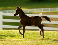 2020 BlackJack Colt