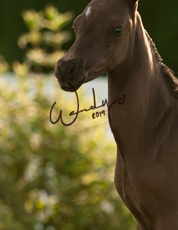 2020WahlMay-5899-PROOF_Do_not_copy