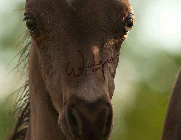 2020WahlMay-5929-PROOF_Do_not_copy