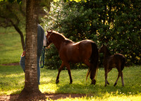 2020 Bay Filly