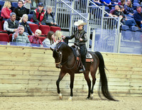 Arabian Western Pleasure 15, 26, 33A, 53, 60, 81, 105, 129, 132