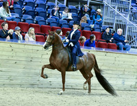 39 Saddle Seat Eq JTR 14-18