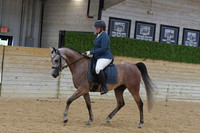 673 Arabian Sport Horse Under Saddle Junior Horse