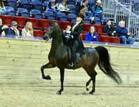 Equitation/Showmanship 22, 39, 63, 70, 71, 73, 98