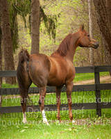Dol-Rae/AE Performance Horses