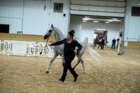 30 Arabian Gelding in Hand