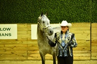 HA/AA Halter Saturday