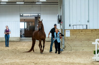 27 HA:AA Geldings in Hand ATH