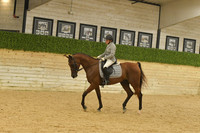 334 Arabian Sport Horse Under Saddle Open