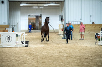 34 Arabian Stallion Breeding