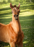 VM Arabians; Digital Image ready for download
