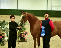 Arabian Halter