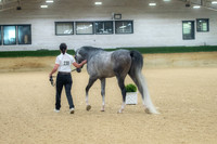 301-306 Arabian & HA Sport Horse in Hand