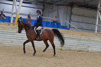 669 Arabian Sport Horse Under Saddle JTR
