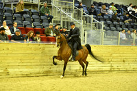 74 Junior Horse