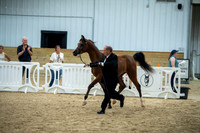 31 Arabian Gelding in Hand ATH
