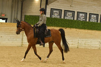 341 A:HA:AA Western Dressage Hack